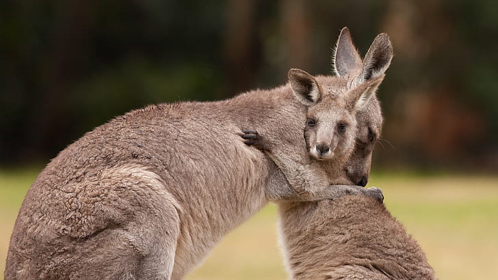Australia, kangaroo, marsupials, HD wallpaper