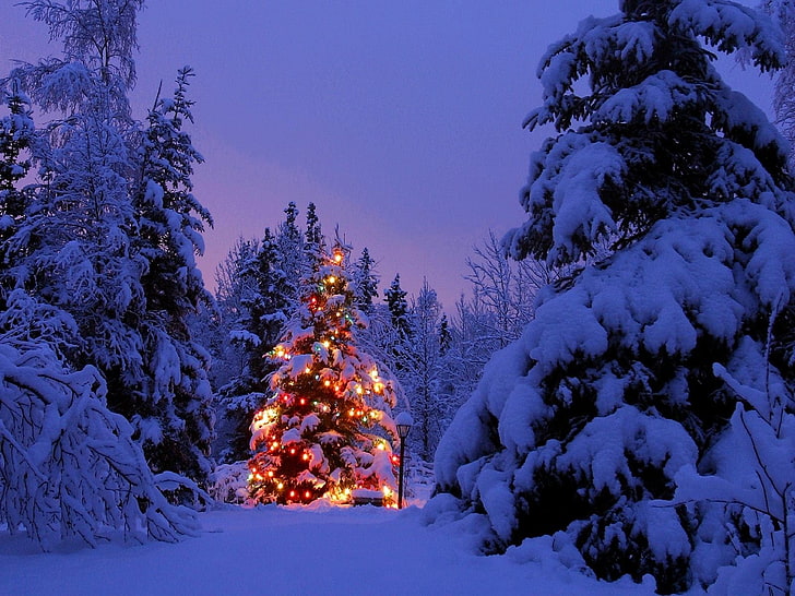 pine tree and string lights, Christmas, Christmas Tree, winter