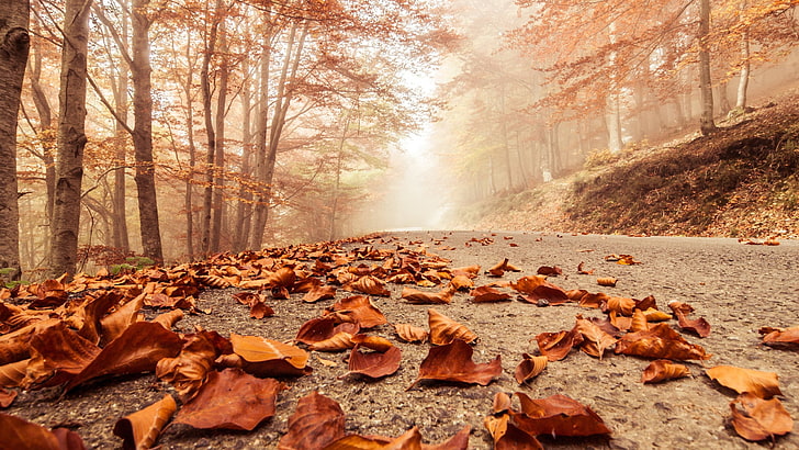 brown and white floral area rug, fall, road, trees, leaf, plant part, HD wallpaper