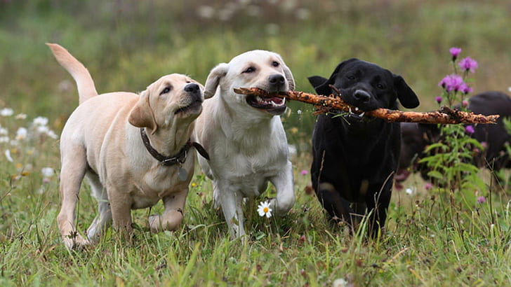 Playing Catch, white dog, pets, stick, puppies, black dog, labrador