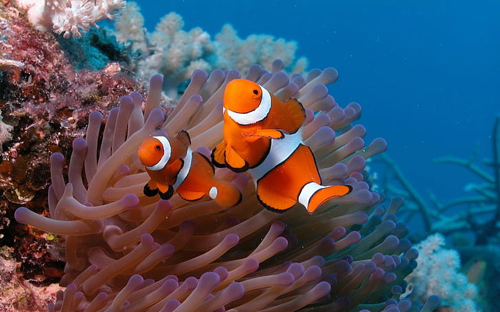 HD wallpaper: Underwater world, beautiful clown fish | Wallpaper Flare