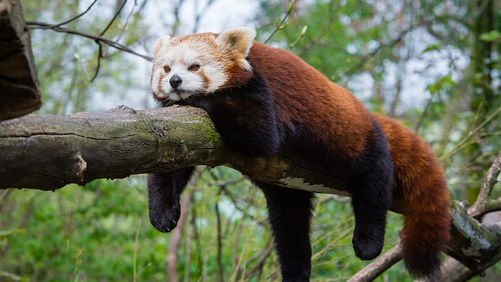 red panda, ailurus fulgens, red cat-bear, bamboo eater, wildlife