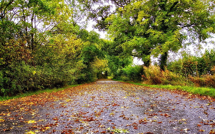 trees, leaves, road, plant, the way forward, direction, autumn, HD wallpaper