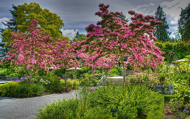 landscape photography of pink petaled flowering trees, park, garden, HD wallpaper