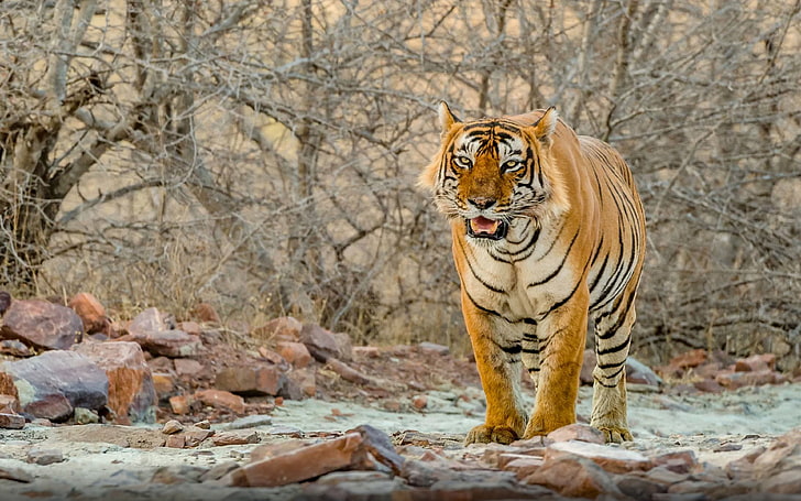 Tiger Male National Park For Wildlife Ranthambore In Rajasthan India Animals Desktop Wallpaper Hd For Pc Tablet And Mobile 3840×2400