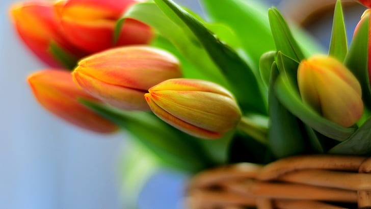 Orange tulips, bouquet flowers in basket, HD wallpaper