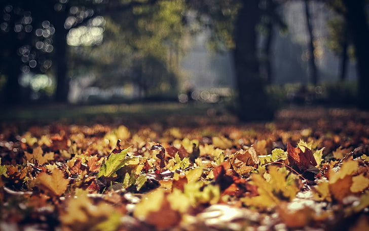 brown and green leaves, nature, fall, sunlight, depth of field, HD wallpaper