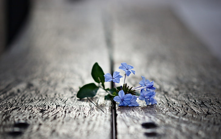 blue petaled flowers, macro, plants, nature, close-up, backgrounds, HD wallpaper