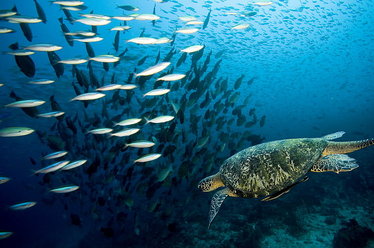 underwater, animals, turtle, fish, HD wallpaper