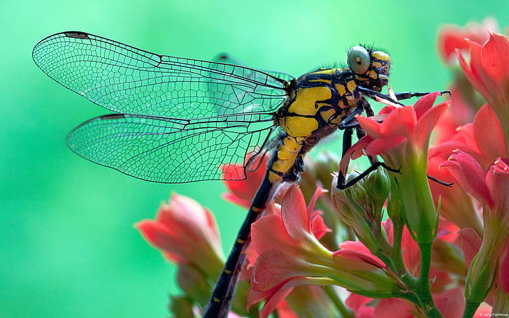 nature, animals, dragonflies, insect, HD wallpaper