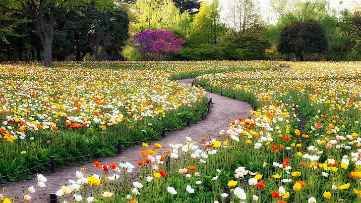 park, garden, poppy field, path, poppies, flowery, nature, flower field, HD wallpaper
