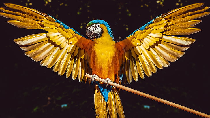 Birds, Blue-and-yellow Macaw, Parrot, HD wallpaper
