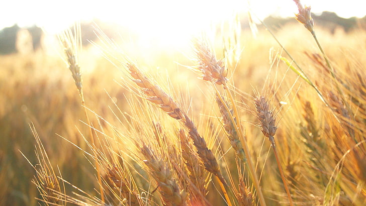 wheat, nature, cereal, grain, field, agriculture, rural, farm, HD wallpaper