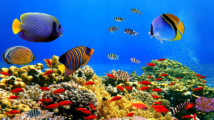 coral reef, stony coral, colorful, coral reef fish, underwater, HD wallpaper