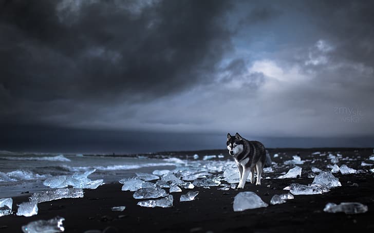 dog, animals, pet, Siberian Husky, Alaskan Malamute, beach