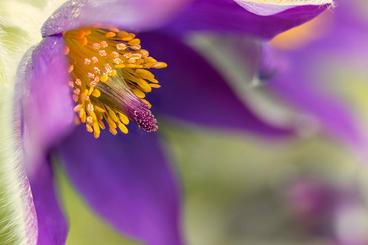 selective focus photography of purple pulsatilla flower, pasque flower, pasque flower
