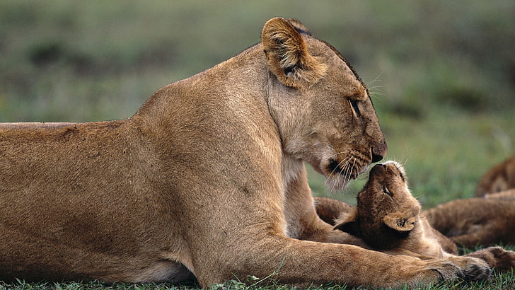 lioness and cub laying on grass, animals, baby animals, nature, HD wallpaper