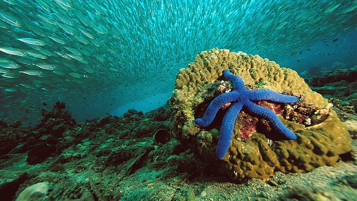 blue starfish, nature, sea, water, underwater, coral, sea life, HD wallpaper