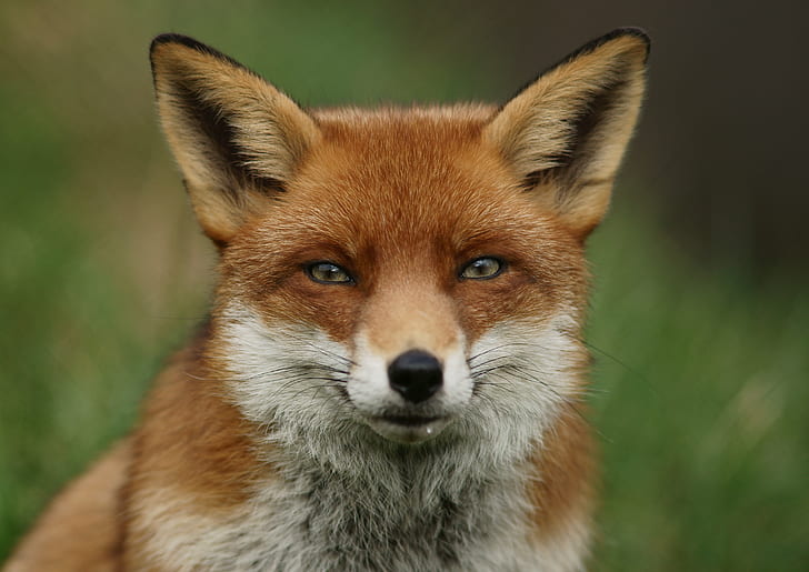 brown and white fox closeup photography, red Fox, animal, wildlife