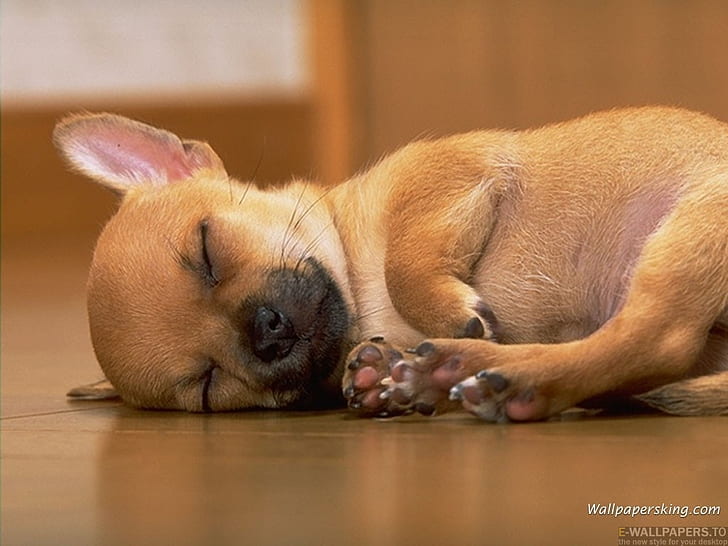 animal brown sweet puppy sleeping Animals Dogs HD Art, chihuahua, HD wallpaper