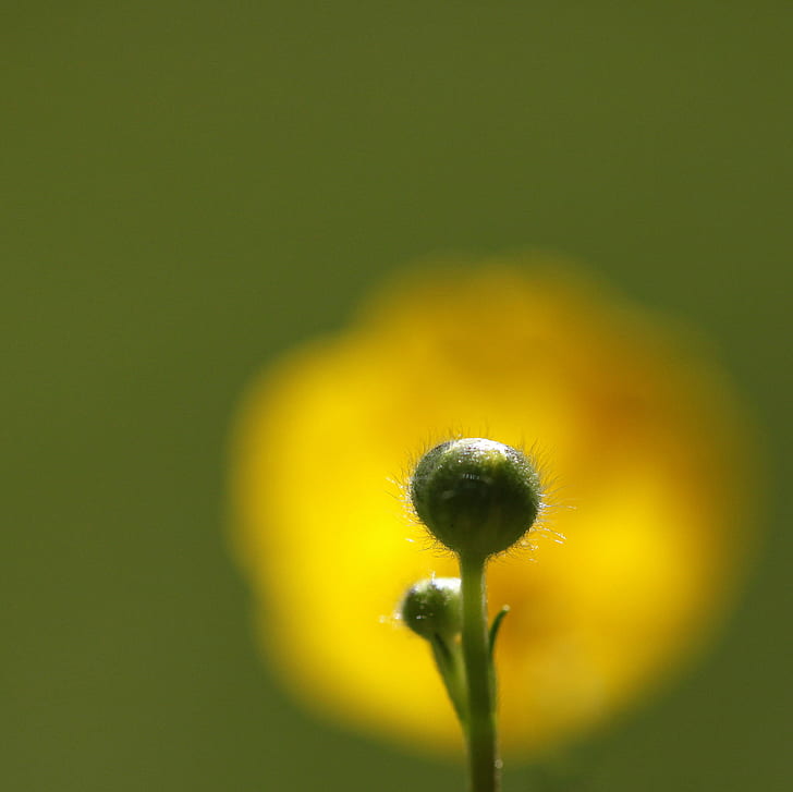 close up photography of green plant, butterball, buttercup, bud, HD wallpaper