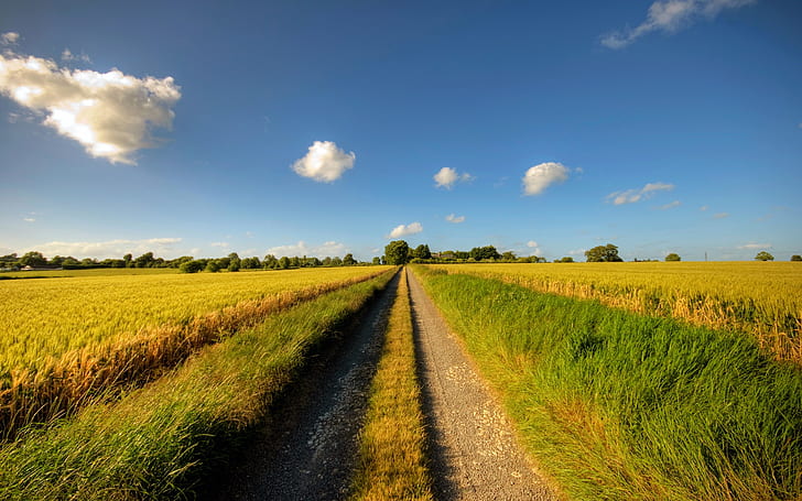 Footpath, road, sunny day, fields, clouds, summer, HD wallpaper