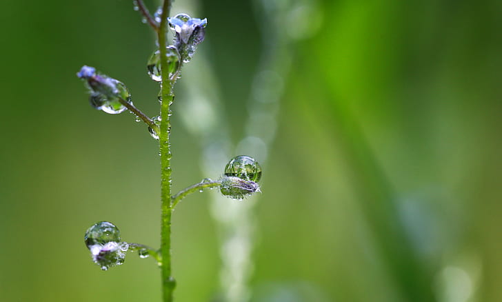selective focus photography of drops of water on plant, nature, HD wallpaper