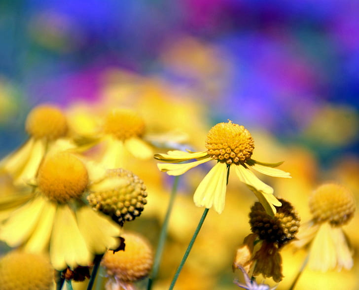 selective focus photography of yellow petaled flower, dakota, HD wallpaper