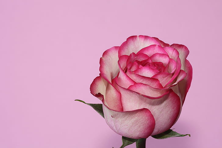 white and pink rose, rose, Rose  pink, flower, macro, close-up