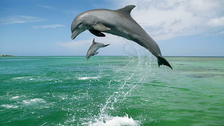 Jumping Dolphins, oceans, animals, HD wallpaper