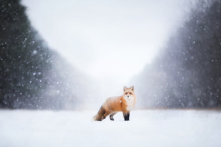landscape, animals, fox, winter, snow, cold temperature, mammal, HD wallpaper