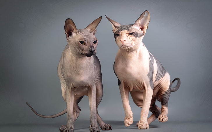 two white Sphynx cats, look, background, Sphinxes, HD wallpaper