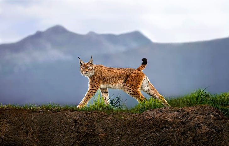 animals, lynx, big cats, nature, HD wallpaper