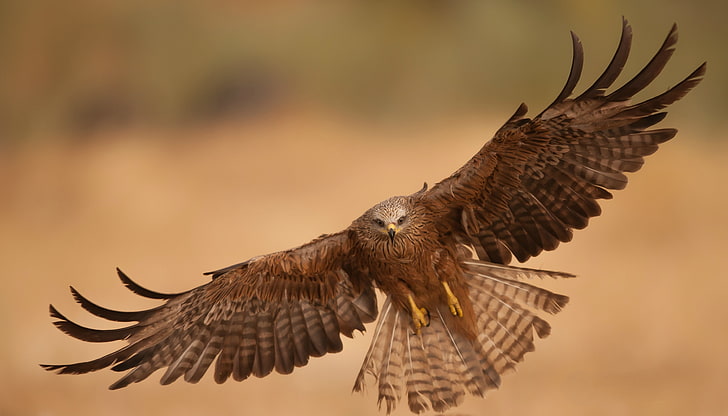 brown hawk, eagle, vulture, bird, wings, flapping, wildlife, bird of Prey, HD wallpaper