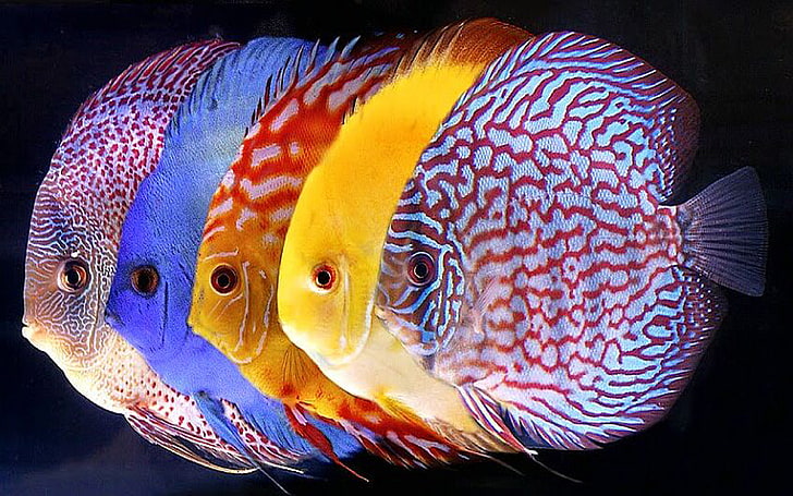 Symphysodon Discus Tropical Fish For Wallpaper Hd Mobile Phone Laptop