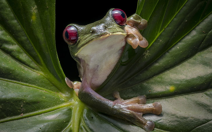 Frog, broasca, purple, green, amphibian, eyes, animal, leaf, HD wallpaper