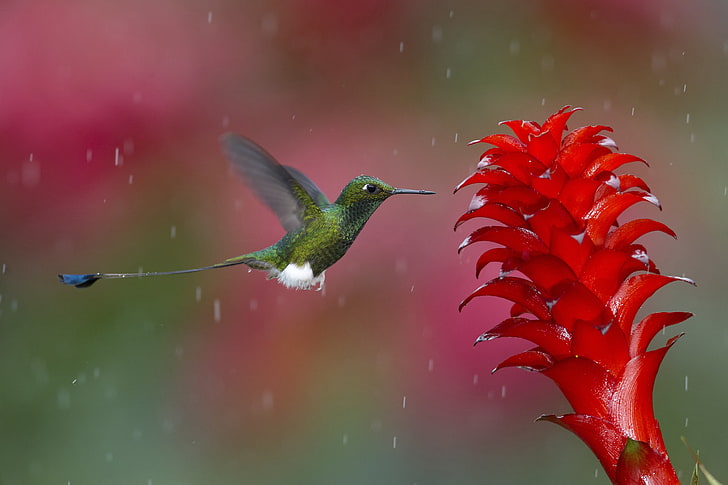 green hummingbird, flying, plant, hovering, wildlife, nature, HD wallpaper