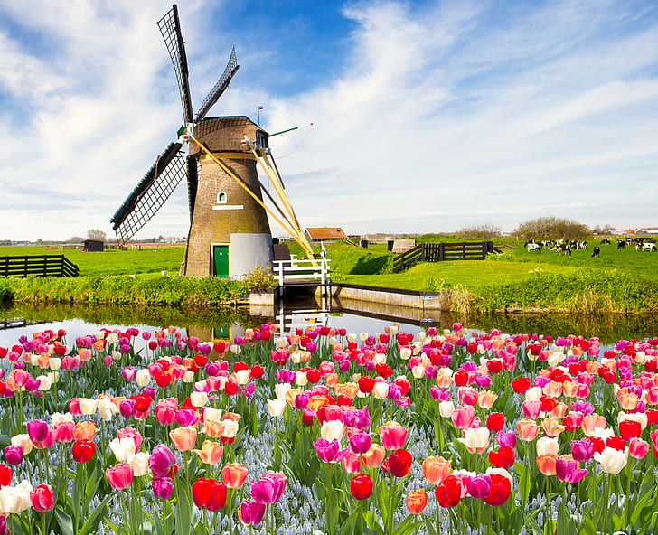 Flowers on field, tulips, landscape, Nature, sky, spring, Best s
