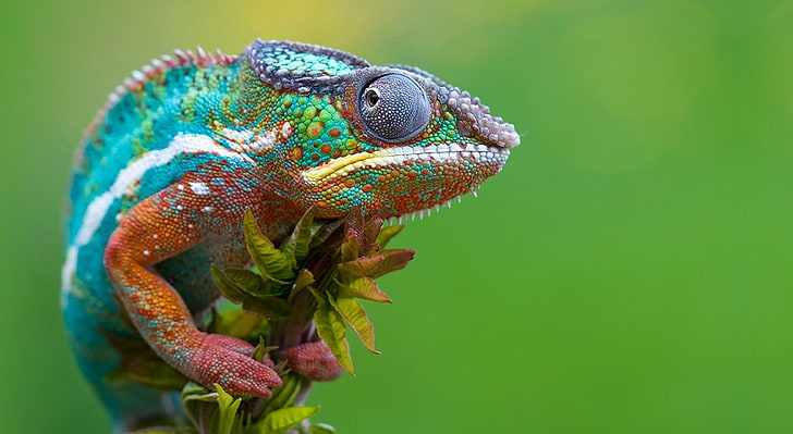 Colored Chameleon, green, blue, and white chameleon, Aero, Macro, HD wallpaper