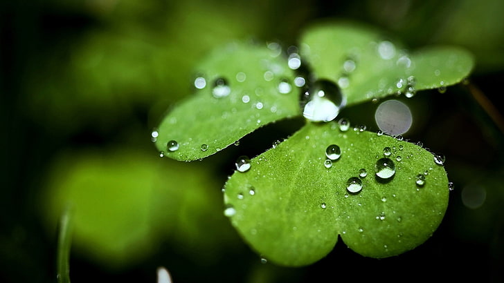 drop, flowers, leaf, rain, dew, water, plant, spring, environment, HD wallpaper