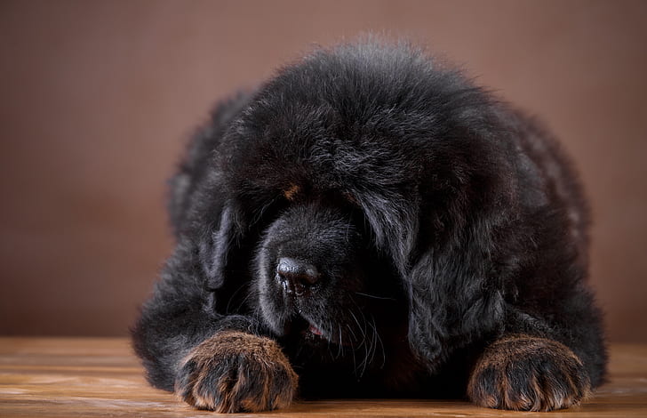 black, puppy, Tibetan Mastiff, HD wallpaper