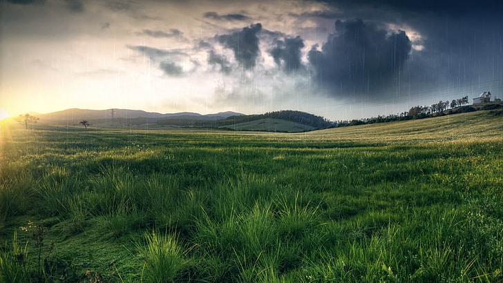 green grass field, rain, nature, sky, cloud - sky, plant, environment