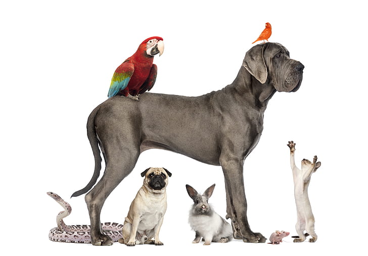 Animal, Pets, Bird, Cat, Dog, Great Dane, Macaw, Rabbit, Snake