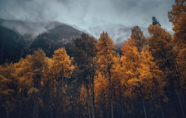 yellow trees, fall, nature, mountains, forest, mist, autumn, landscape, HD wallpaper