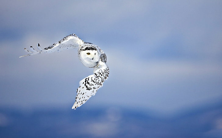 snowy owl, flying, bird, white, predator, animal, nature, wildlife