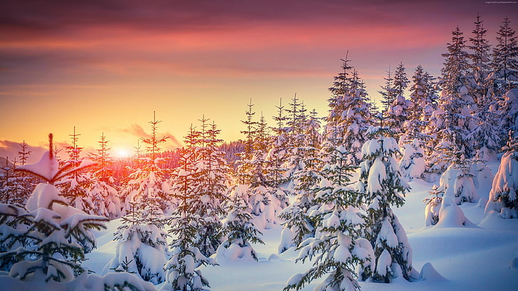 snowy, pine forest, sunlight, fir, tree, landscape, sky, nature, HD wallpaper