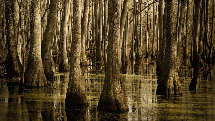 water, swamp, natchez trace parkway, tree, mississippi, bayou, HD wallpaper