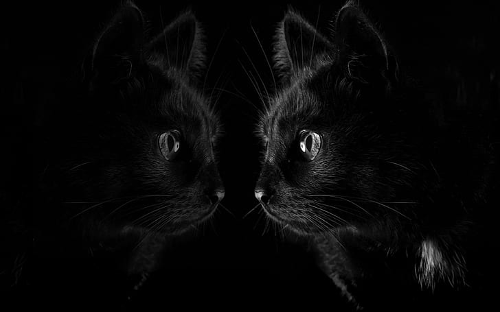 dark, black, cat, reflection, animals