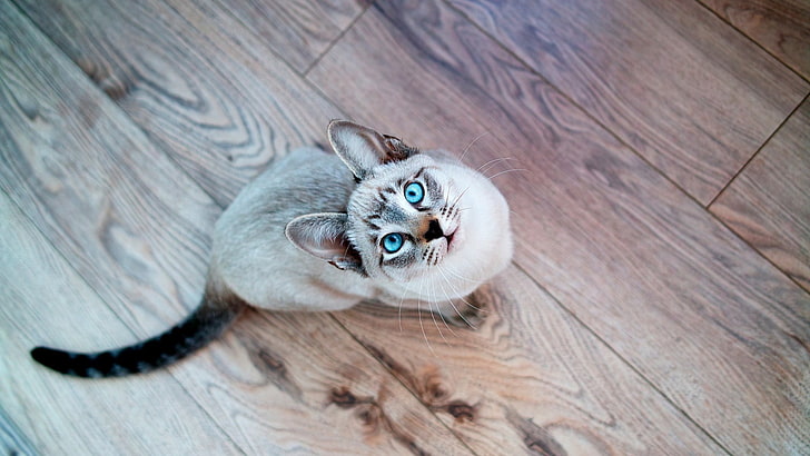 gray and black cat with blue eyes sitting on brown wooden parquet flooring