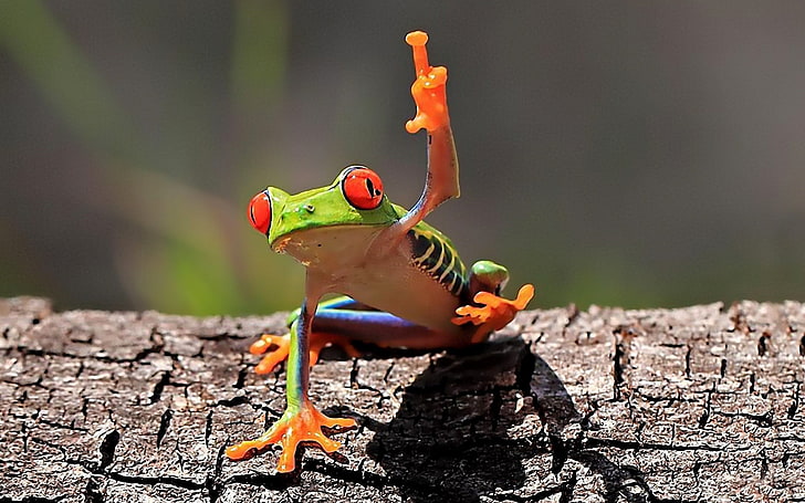 middle finger, frog, amphibian, Red-Eyed Tree Frogs, animals